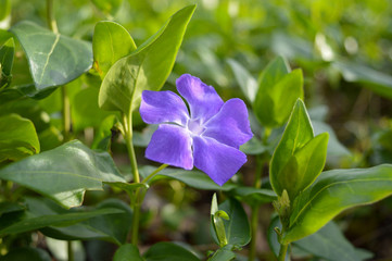 blue flowers in the garden