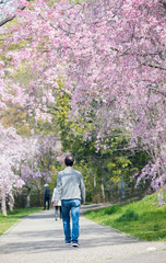 桜満開の公園で散歩している人々