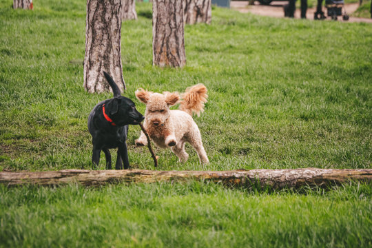 dog in the park