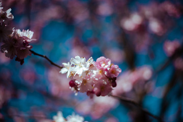 Sakura tree with flowers