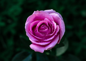 pink rose