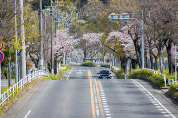 Fototapeta na wymiar 道路沿いの満開の桜