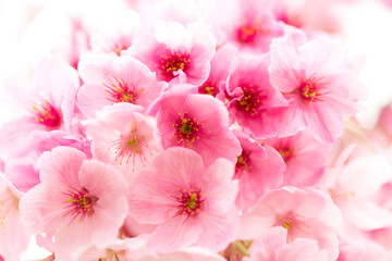 Fototapeta na wymiar 陽光桜