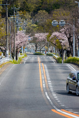 道路沿いの満開の桜