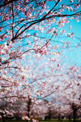 Sakura tree with flowers