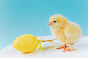 Yellow small cute chick near yellow easter egg on blue background. Concept of easter. Postcard with greetings