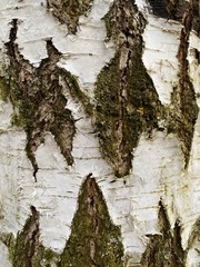 tree bark texture