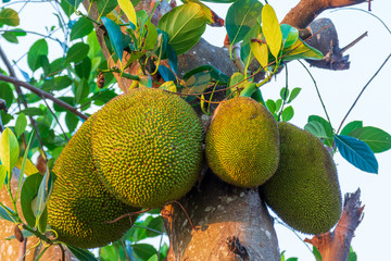 Fresh Jackfruit on the tree in Thailand