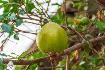 Pomegranate fruits on a tree branch in Thailand