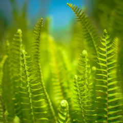 Grass close-up on a sunny day