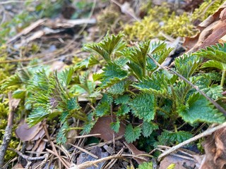 mushrooms in the forest