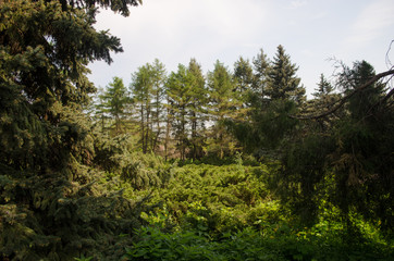 green summer forest and blue sky