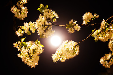 White plum blossoms in the moonlight