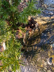 pine tree in the forest