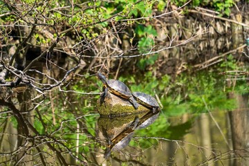 Two yellow neck turtles on a tree trunk in a pond.