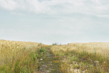 Rural pathway along weeds, wild herbs and field of cereals, copy space for your design, summertime and agriculture concept