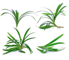  Pandan leaves isolated on white background