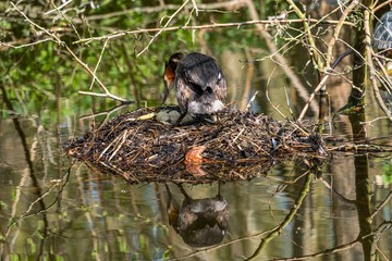Grebe on a nest waiting for eggs to hatch