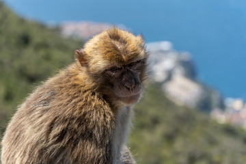 Monkey on the Rock of Gibraltar