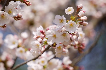 Obraz premium サクラサク、青空に満開の桜