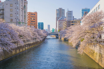 2020年の新型コロナの時期に撮影した目黒川の桜