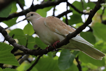 collared dove on branch