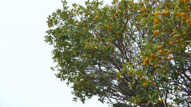 Multiple citrus fruits on the tree in the spring