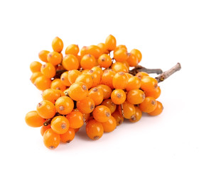 Fresh sea buckthorn