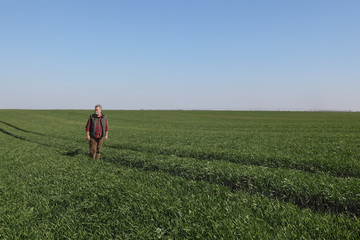 Naklejka na ściany i meble Farmer in green wheat field in spring examining plants