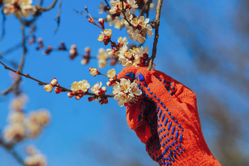a man in mittens touches a flowering branch of an apricot tree
