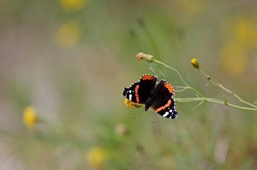 A beautiful red admiral butterfly in a meadow on late summer day