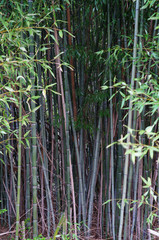 Fototapeta na wymiar A forest of tall bamboo plants in Kingston, New Jersey