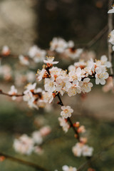 Pink flowers blooming from a tree in spring.spring flowers of apricot. Garden