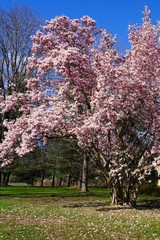 Branches of colorful pink magnolia