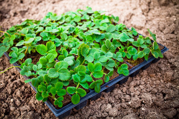 From strawberry seedlings .