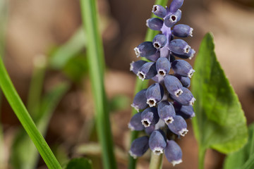 Wild spring flower Muscari neglectum in the forest. Known as Grape hyacinth or Common grape hyacinth. Purple flower growing in the floodplain forest, sunny day.