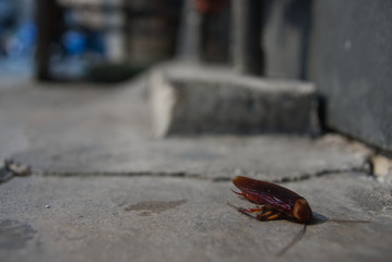 Dead cockroach on a path way in a city