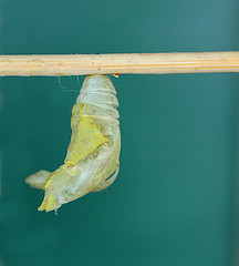 une chrysalide