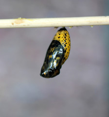chrysalide pointillée