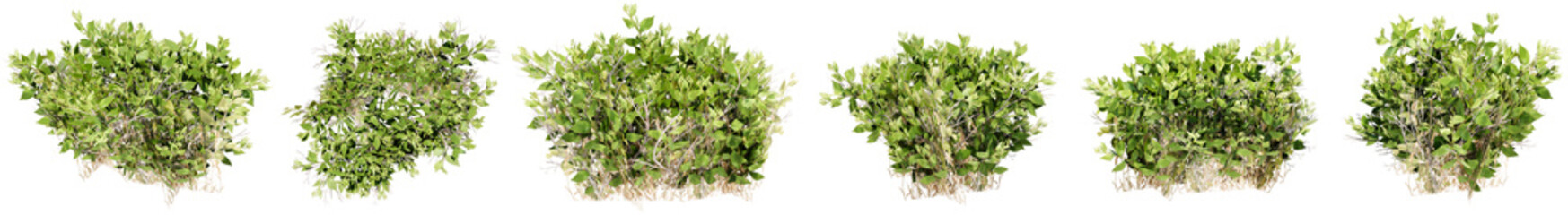 Set or collection of green bushes isolated on white background. Concept or conceptual 3d...