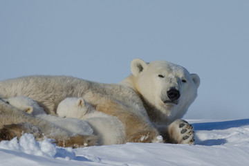 Obraz na płótnie Canvas Polar bear family in Wapusk National Park