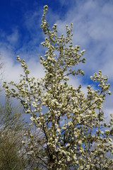 View of a Callery Pear (Pyrus calleryana) tree with white flowers in the spring