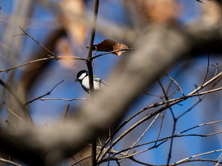 Japanese tit in a bare winter tree 12