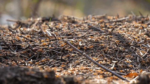 Ants nest anthill red wood spring close up wild insect nature