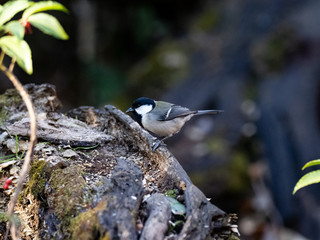 Japanese tit on a fallen forest log 3