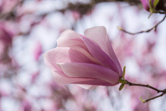 A closeup of the beautiful Jane Magnolia tree blooms. The Jane magnolia tree ( Magnolia x Jane) belongs to the Little Girl group of magnolias, a group of early spring blooming hybrids.
