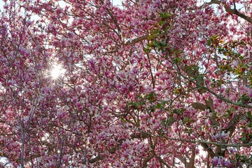 Sun rays through pink flowers of a saucer magnolia tree in spring