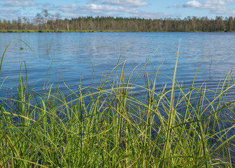 Landscape of severe, fragile, pristine Karelian nature with lake. Wild nature. Wallpaper, desktop photo