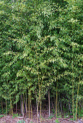 A forest of tall bamboo plants in Kingston, New Jersey