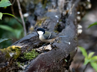 Japanese tit on a fallen forest log 12